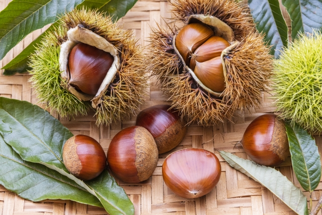 Fresh Japanese chestnuts in their spiky husks, displayed with leaves on a woven bamboo tray